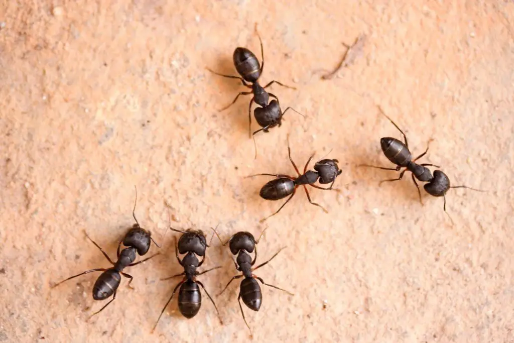  النمل في المنام  - مدونة صدى الامة