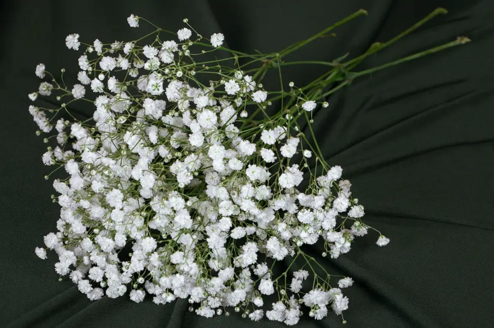 اسم الورد الأبيض الصغير للتزيين