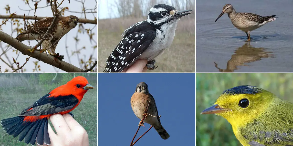 انواع الطيور بالصور والاسم