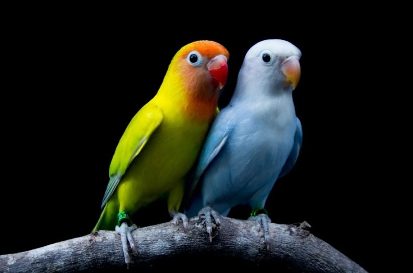 ببغاء طيور الحب