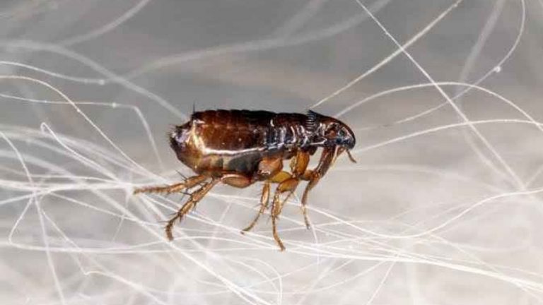 براغيث الفراش