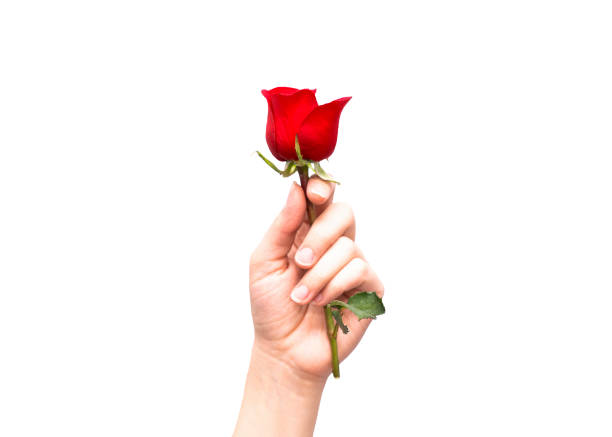 Sen o podarowaniu czerwonej róży - blog Sada Al-Umma
