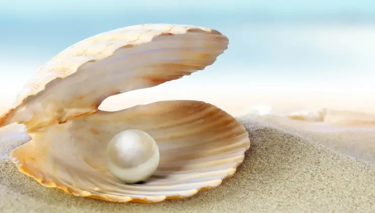 Lobi di perle naturali estratte dalle ostriche - Blog Sada Al Umma