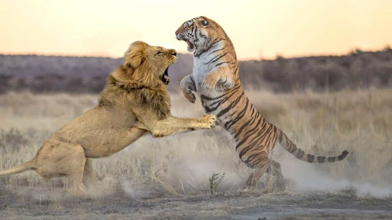 Lion and Tiger - Sada Al Umma blog