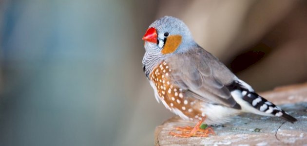 Zebra sparrow
