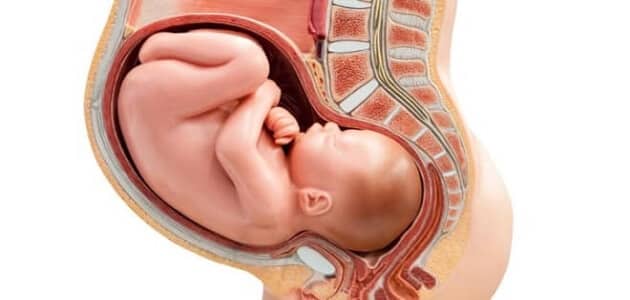 Облик стомака када се глава фетуса спушта у карлицу