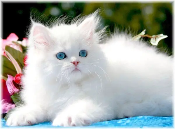Ερμηνεία του να δεις μια λευκή γάτα σε ένα όνειρο από τον Ibn Sirin