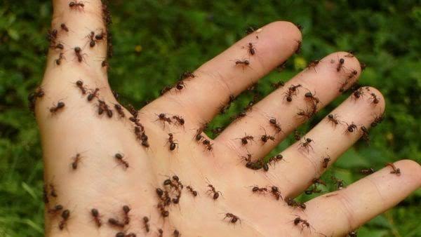 What is the interpretation of seeing ants in a dream on the body of Ibn Sirin? - Echo of the Nation blog
