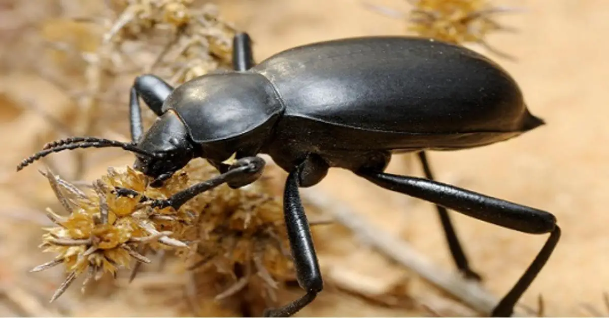 Interpretation of a dream about a black beetle