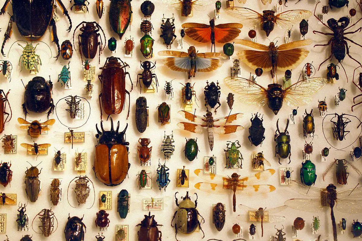 تفسير حلم الحشرات في المنزل