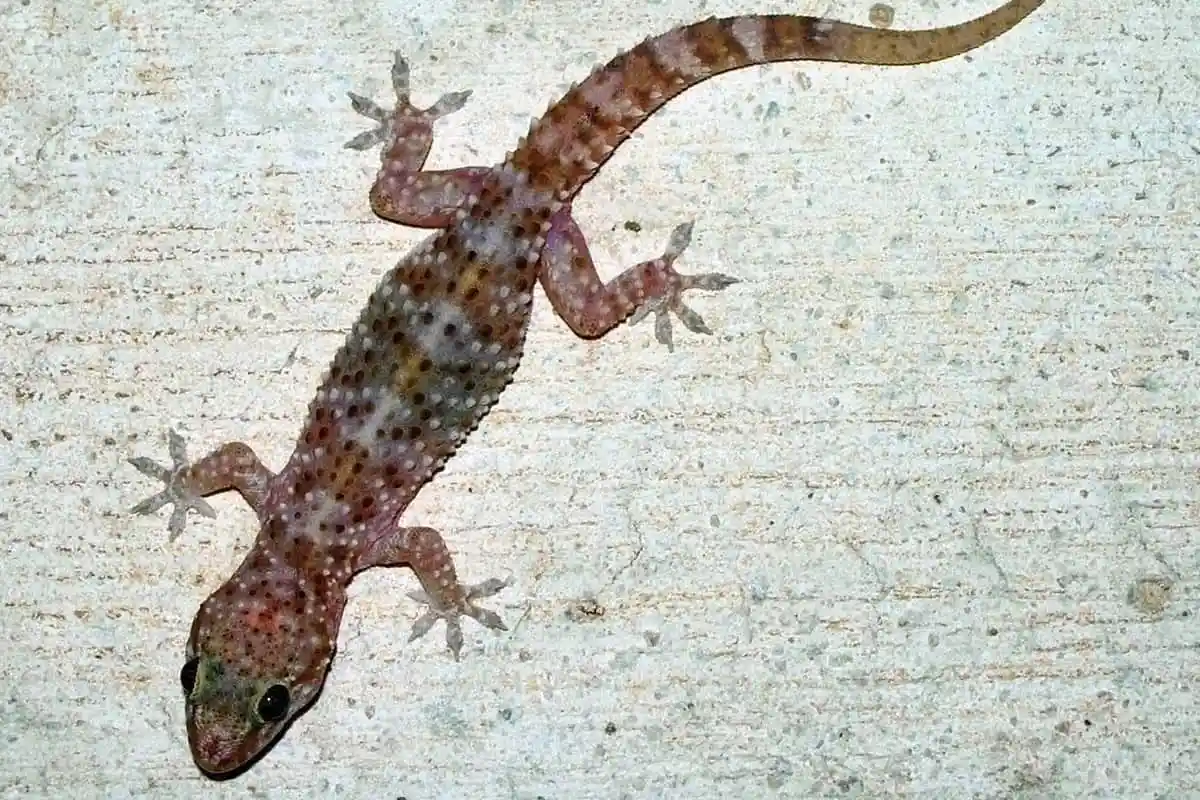 Manghjendu un gecko in un sognu