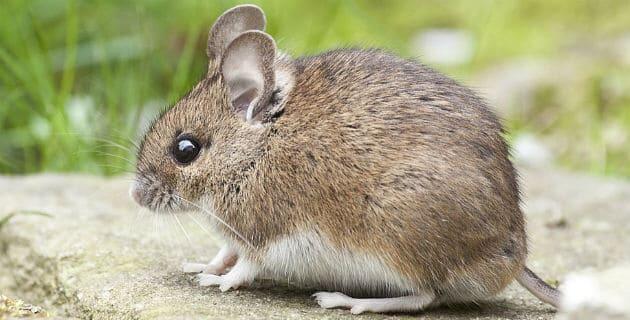 Gray mouse