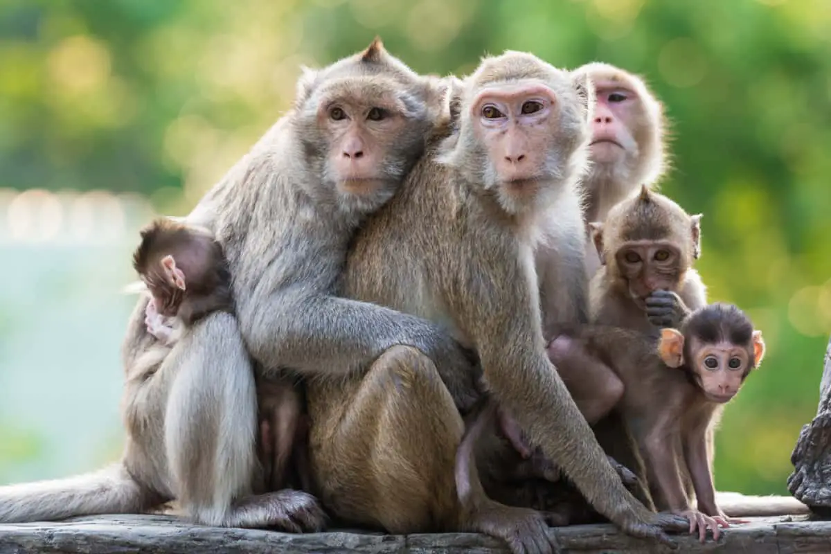 Monkeys in a dream - Sada Al Umma blog