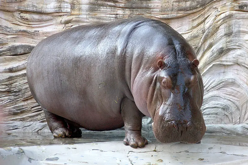 Hippopotamus   04 - مدونة صدى الامة