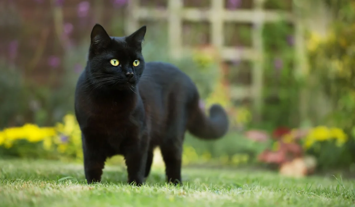 قطة سوداء