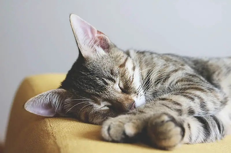  موت القطط في الحلم - مدونة صدى الامة