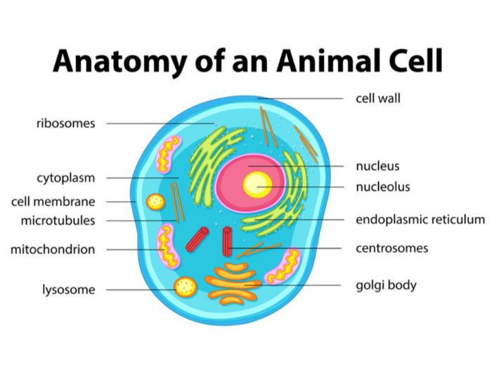 Tinned Throat порно онлайн көру
