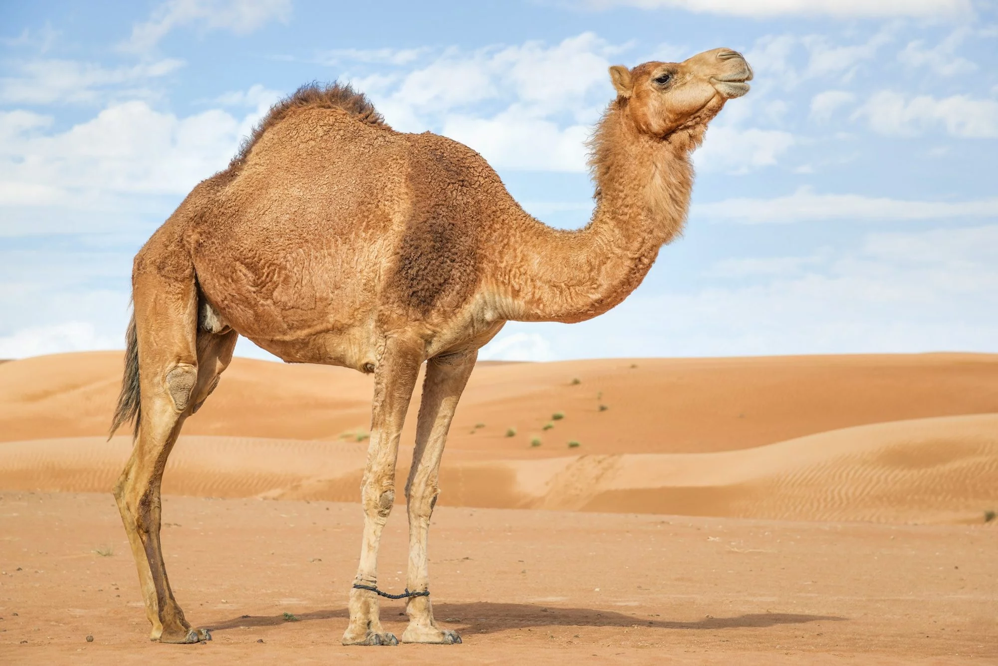 My experience with camel hump for hemorrhoids