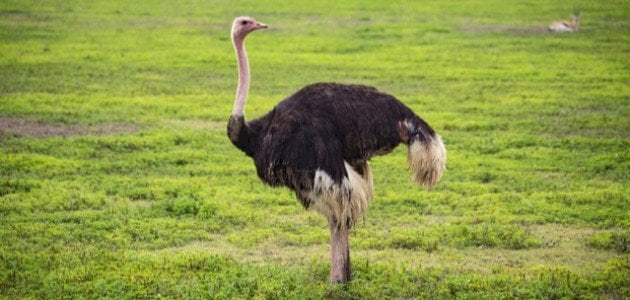 Información general sobre el pájaro avestruz - Blog de Sada Al Umma