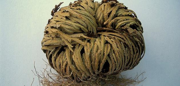 Pengalaman saya dengan ramuan kurma Maryam untuk memperlancar proses persalinan