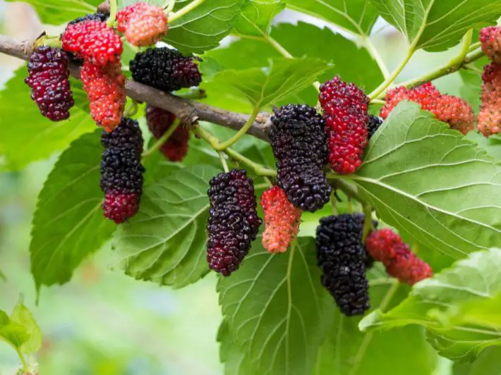 L'arburu di Mulberry porta fruttu - Sada Al Umma blog