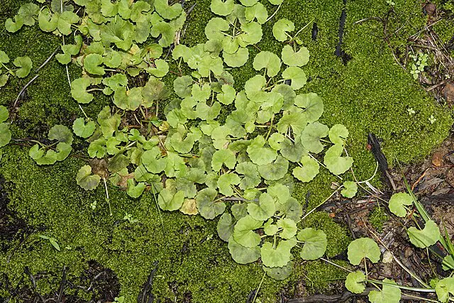 زما تجربه د ګوتوکولا سره
