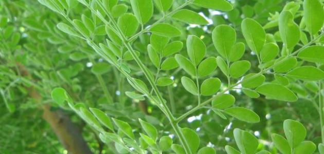 تجربتي مع المورينجا للتخسيس