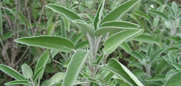 Who has tried sage for weight loss?