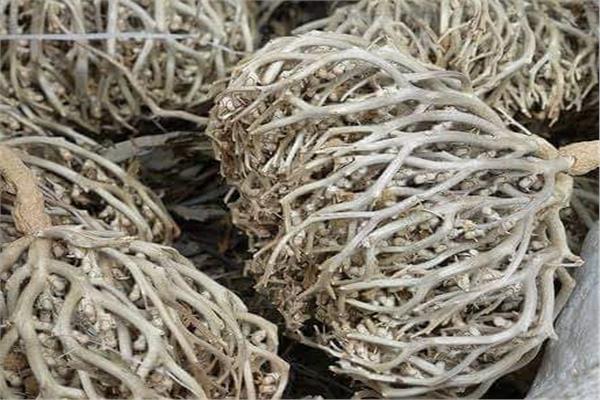 مين جربت عشبة المدينة للدوره؟