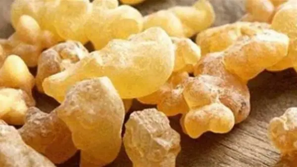تجربة لبان الذكر