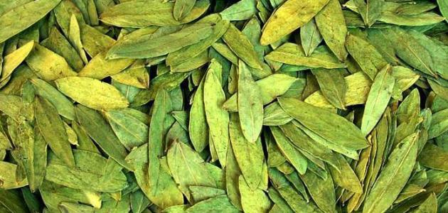 Senna for weight loss