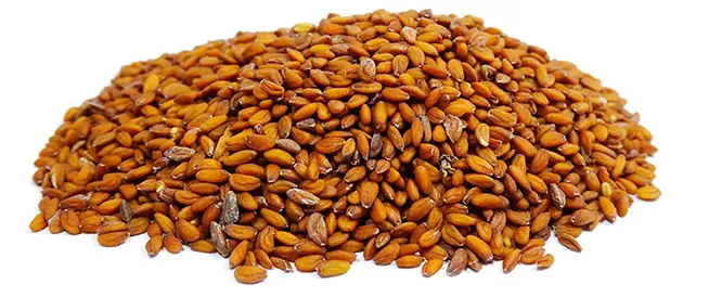 مين جربت حب الرشاد وحملت؟