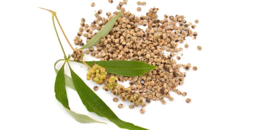 عشبة كف مريم