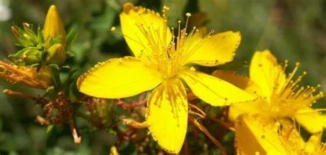 عشبه سانت جونز