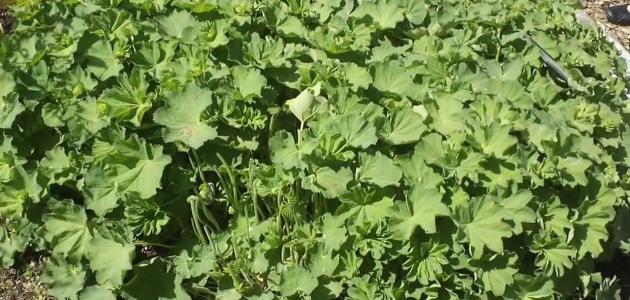 عشبة عباءة السيدة