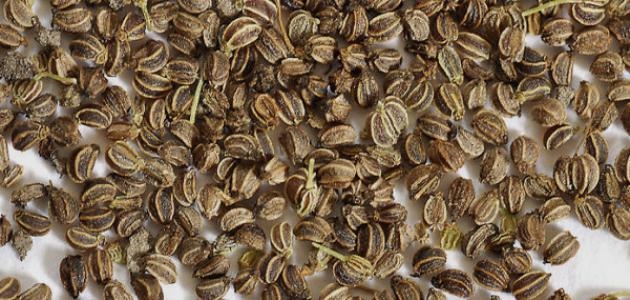 زريعة الجزر للحمل