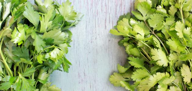 Between parsley and coriander - Sada Al Umma blog