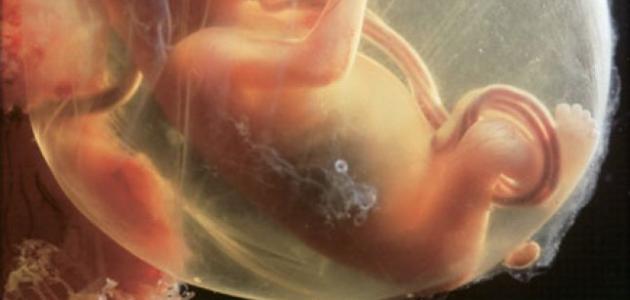 Fetal txav tshwm sim nyob rau hauv peb lub hlis - Sada Al Umma Blog