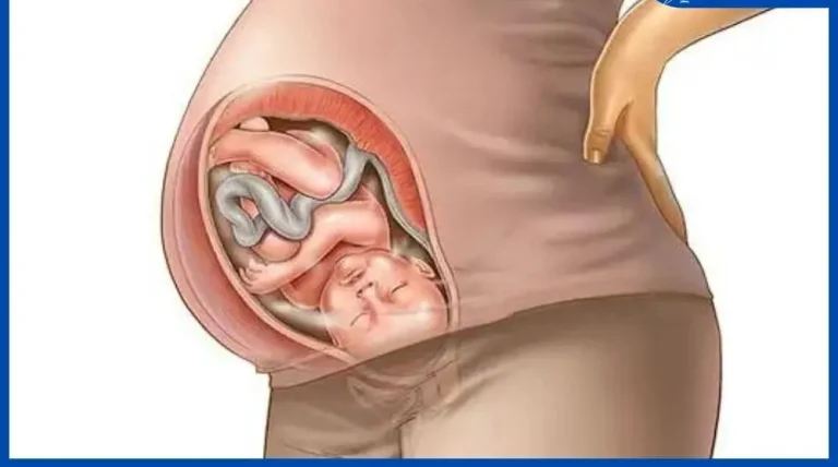 أين يكون الجنين في الشهر الخامس