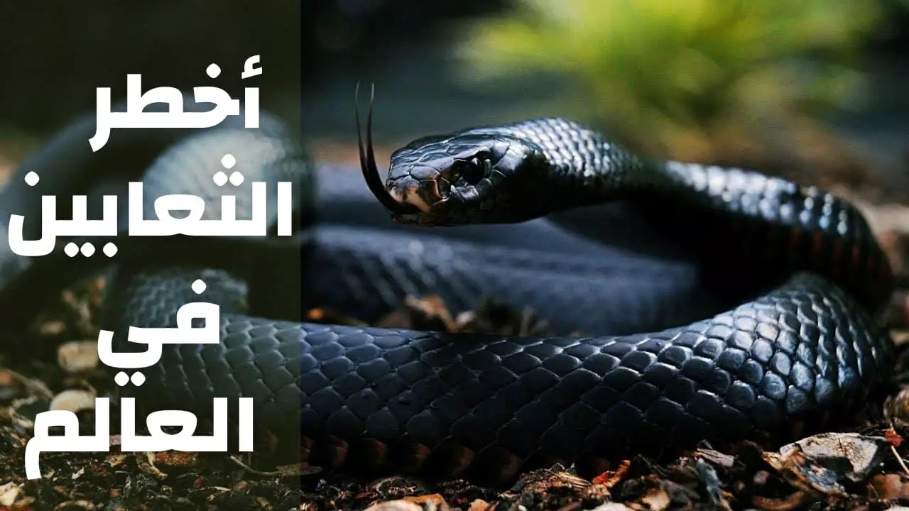 انواع الافاعي