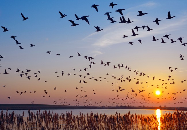 هجرة الطيور