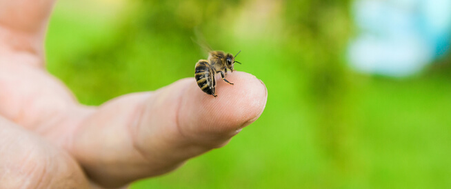 فوائد لسع النحل