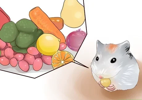 ماذا ياكل الهامستر؟
