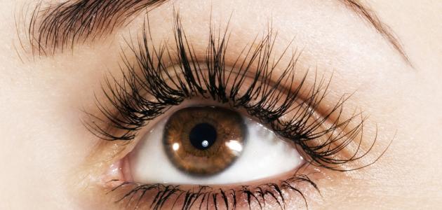 الفازلين للرموش