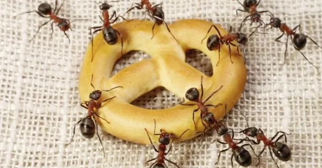  وجود نمل في الأكل