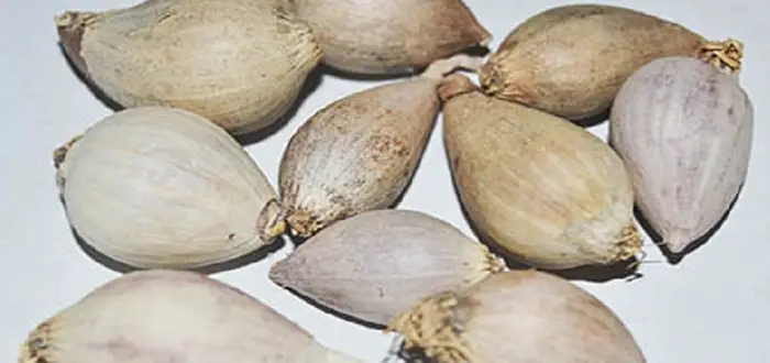فوائد ثوم الذكر اليمني