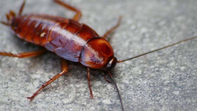 cockroaches