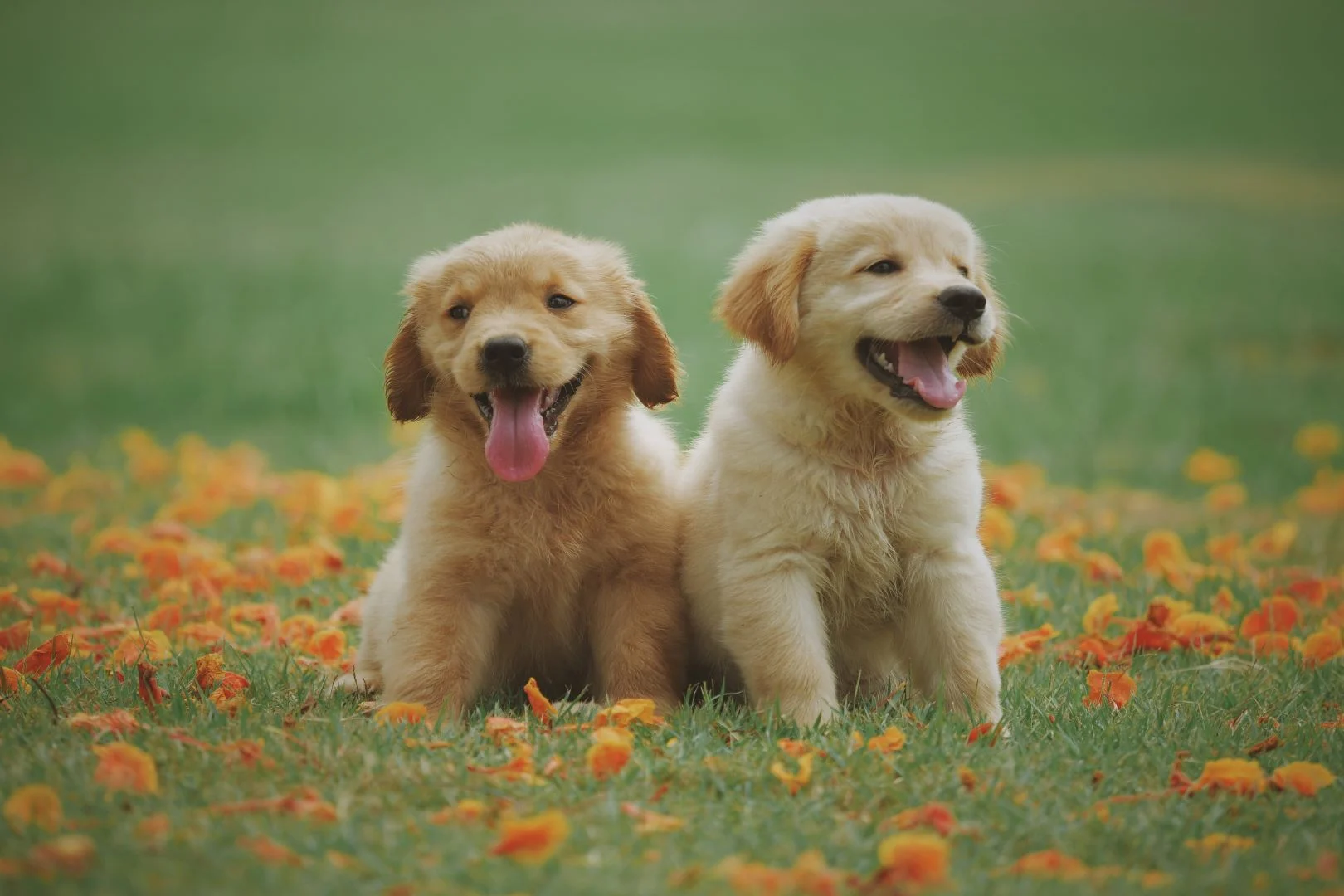 Dogs in a dream