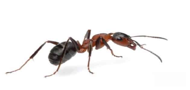 Furmicule è blatte in un sognu