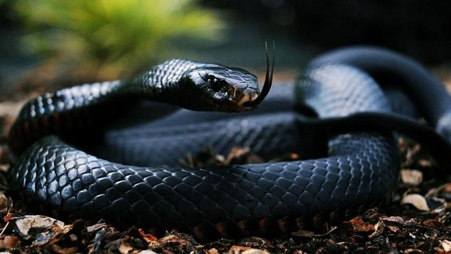 Kara yılanla ilgili bir rüyanın yorumu
